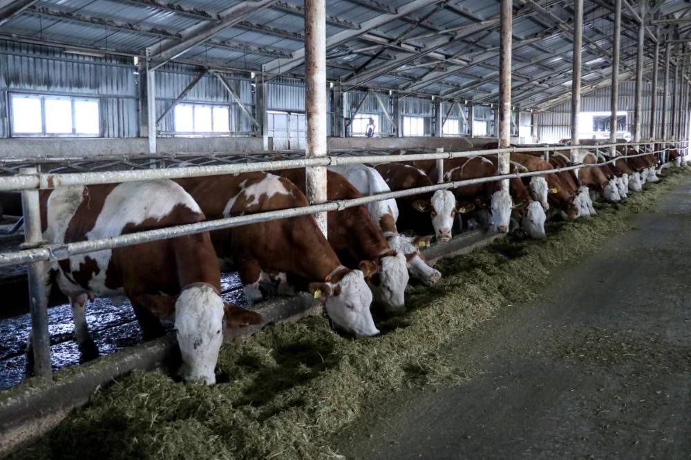 Konya'nın en büyük çiftliği 190 bin adet satın alacak! 3